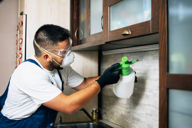 Best Wasp Removal Services  in Rancho Palos Verdes, CA