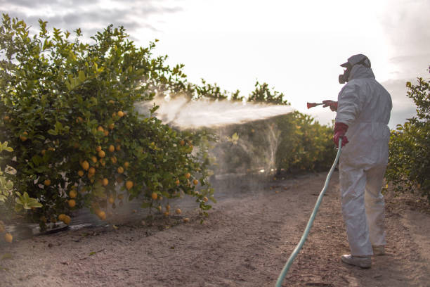Best Pest Prevention Services  in Rancho Palos Verdes, CA