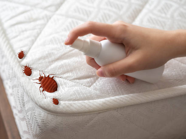 Flea Control Services in Rancho Palos Verdes, CA
